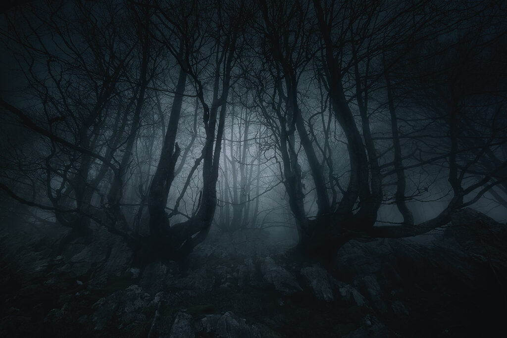 Dark forest in heavy fog with trees that have no leaves and may be dead.
