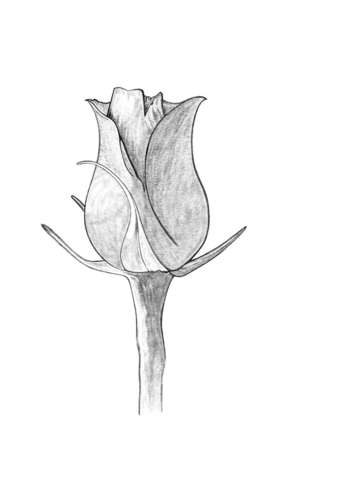 How do draw a rose final